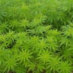 Marijuana: l’erba avra’ presto un marchio e dei punti vendita