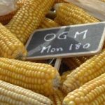 Agricoltura: no mais Ogm in Italia, firmato il decreto