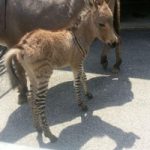 In Italia e’ nato uno zonkey, un raro incrocio tra asino e zebra