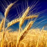 Produzione di grano vicina a incremento zero
