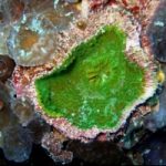 Polinesia, scoperto un nuovo corallo