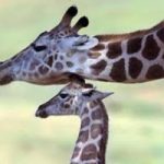 Zoo Fasano: giraffa partorisce davanti a visitatori