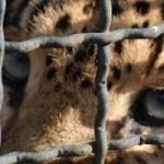 Animali: il Costa Rica chiude tutti gli zoo
