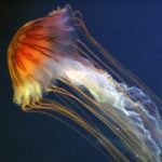 In Sicilia le prime reti anti-meduse