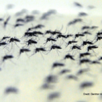Alaska: e’ allarme per invasione zanzare