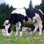 Adotta una mucca a distanza: la crisi del contadino si combatte così