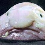 L’animale piu’ brutto del mondo? Il Blobfish