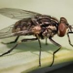 Perchè gli insetti fanno rumore quando volano?