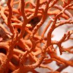 Cambiamenti climatici: i coralli hanno un’arma segreta per combatterli