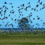Cambiamenti climatici, gli uccelli anticipano la migrazione
