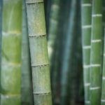 bambù nel cem