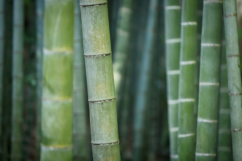bambù nel cemento
