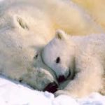 Inverno caldo: gli orsi polari escono dal letargo anticipatamente