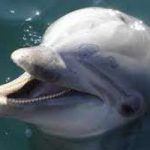 Stop alla caccia ai delfini: appelli da tutto il mondo
