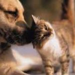 Pet sharing, la condivisione del proprio animale domestico