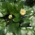 Rubata una pianta rara dai Kew Gardens