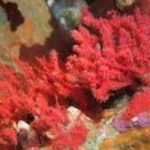 Una nuova specie di corallo