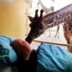 Animali: il bacio d'addio della giraffa al suo custode