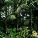 La Foresta Amazzonica e’ il vero polmone della Terra