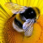 Salvare le api, con un fiore d'autunno
