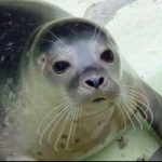 Animali: un ospedale per salvare le foche monache