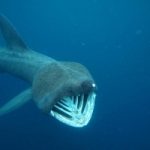 Sardegna: pescato raro esemplare di squalo elefante