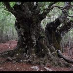 Il Faggio del Pontone e i suoi ‘colleghi’ centenari nel Parco nazionale d’Abruzzo