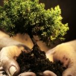 Trasformare gli alberi in dispositivi hi-tech per l'accumulo di energia