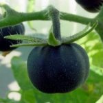 In commercio il pomodoro nero: salutare e no Ogm