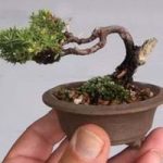 Piante: come creare un micro bonsai