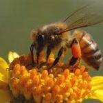 Salviamo le api: le piante amiche di questi insetti