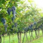 Come diventare viticoltore: sette consigli utili