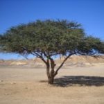 Ecoinvenzioni: il vaso che fa nascere gli alberi nel deserto