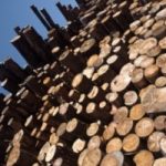 Biomasse legnose: un po’ di chiarezza
