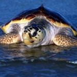 Salvare le tartarughe dell'Adriatico grazie al progetto Tartalife