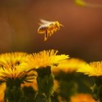 Le piante americane uccidono le api