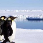 Uomo invade Antartide. Habitat dei pinguini in pericolo