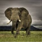 Elefanti, in Mozambico è rischio estinzione