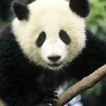 I panda invadono Hong Kong. Foto