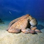 Un tipo focoso…il polpo di Stromboli