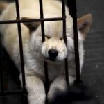 In Cina stanno per uccidere e mangiare 10.000 cani