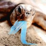 Troppa plastica in mare: fauna marina in pericolo