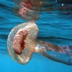 Meduse, 7 consigli utili per proteggersi in mare
