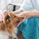 La pet therapy arriva all'ospedale di Vasto
