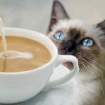 A Torino apre la prima caffetteria cat-friendly
