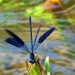 Scienze: lo sai che anche le libellule ingrassano?