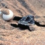 Nido di tartarughe scoperto sulle spiagge di Taranto