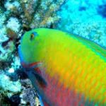 Il pesce pappagallo potrebbe salvare i coralli