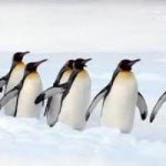 Addio ai pinguini?