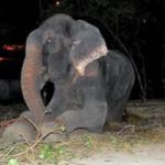 Elefante Raju liberato dalle catene ha pianto